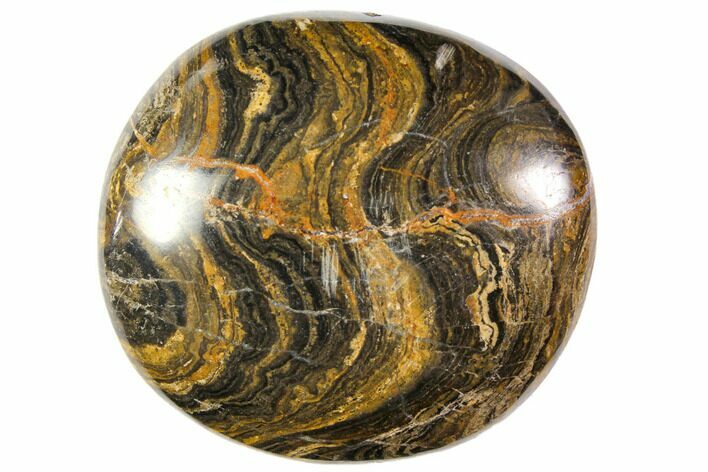 Polished Stromatolite (Greysonia) Pebble - Bolivia #113499